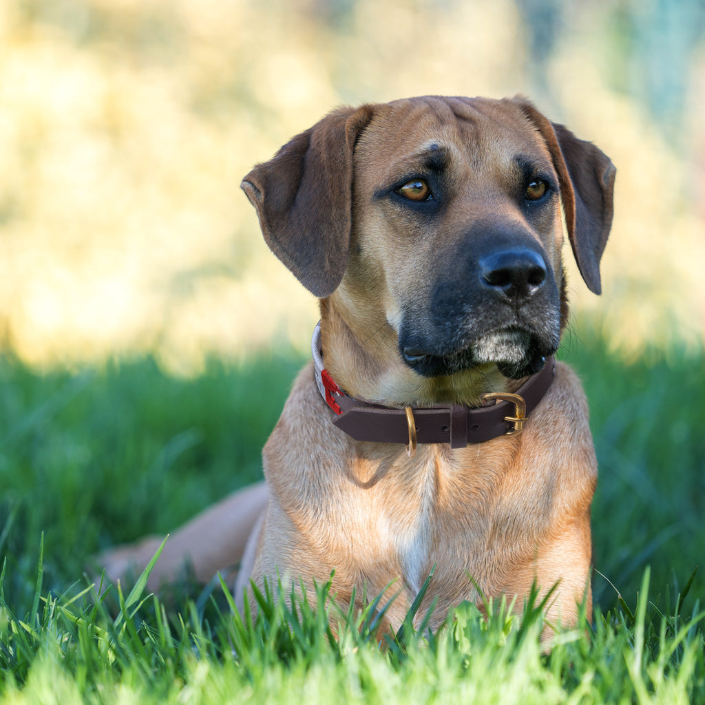Handmade Polo Dog Collar – Argentinian Embroidery Stitching, Strong & Stylish by Rexons